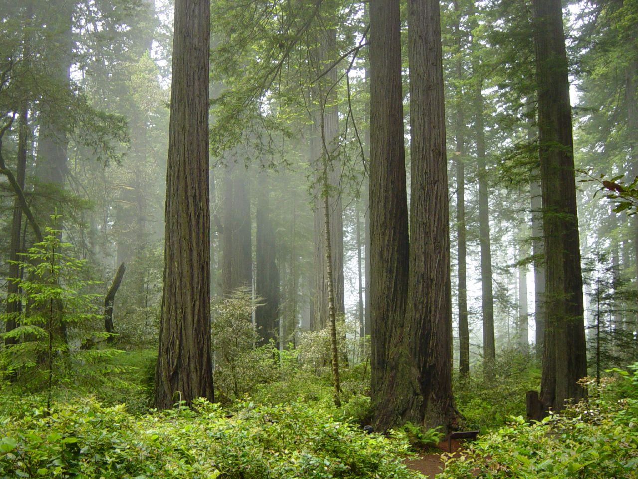Morning fog through California redwood forest