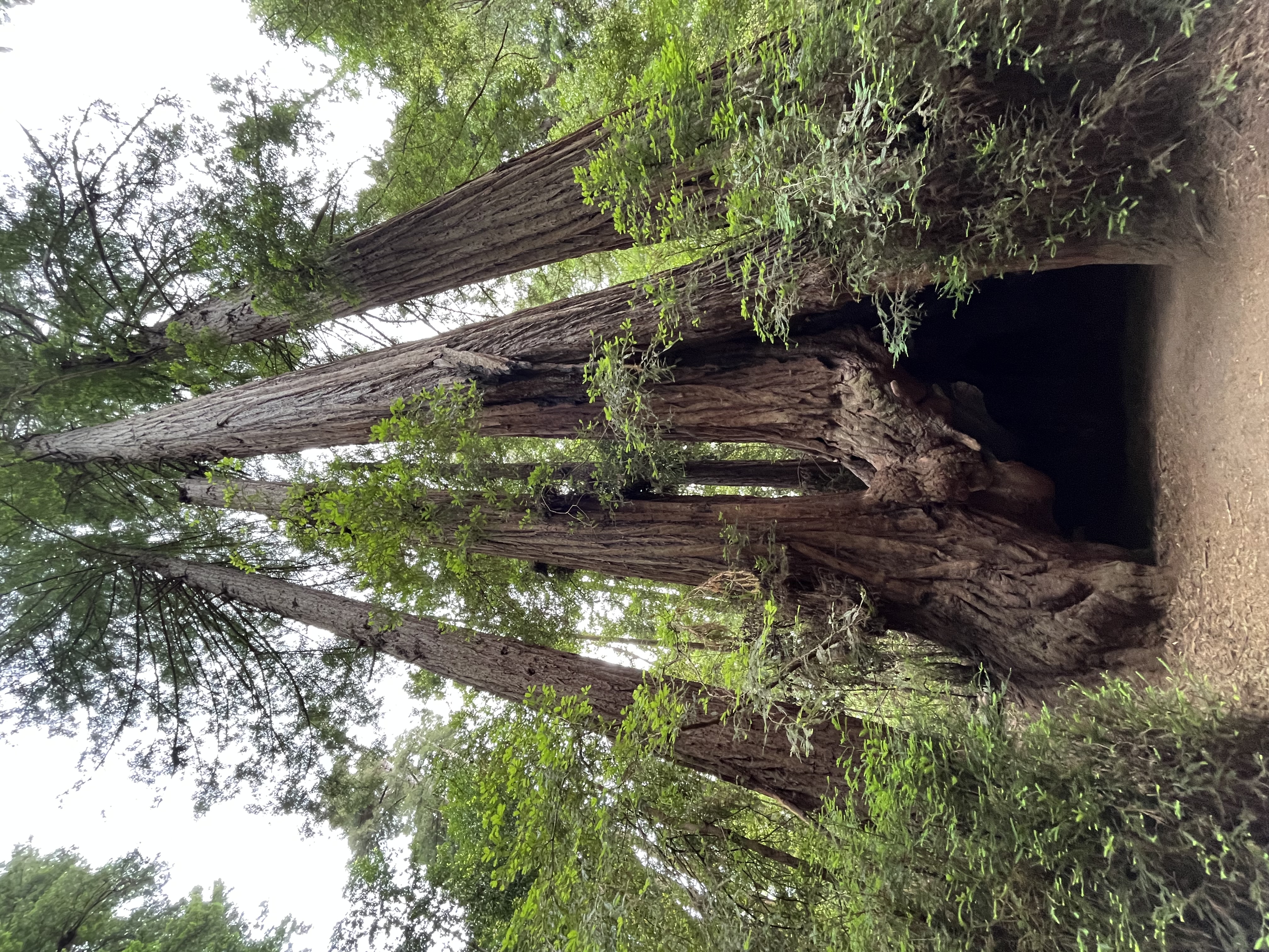 Looking up into the redwood canopy, Henry Cowell State Park