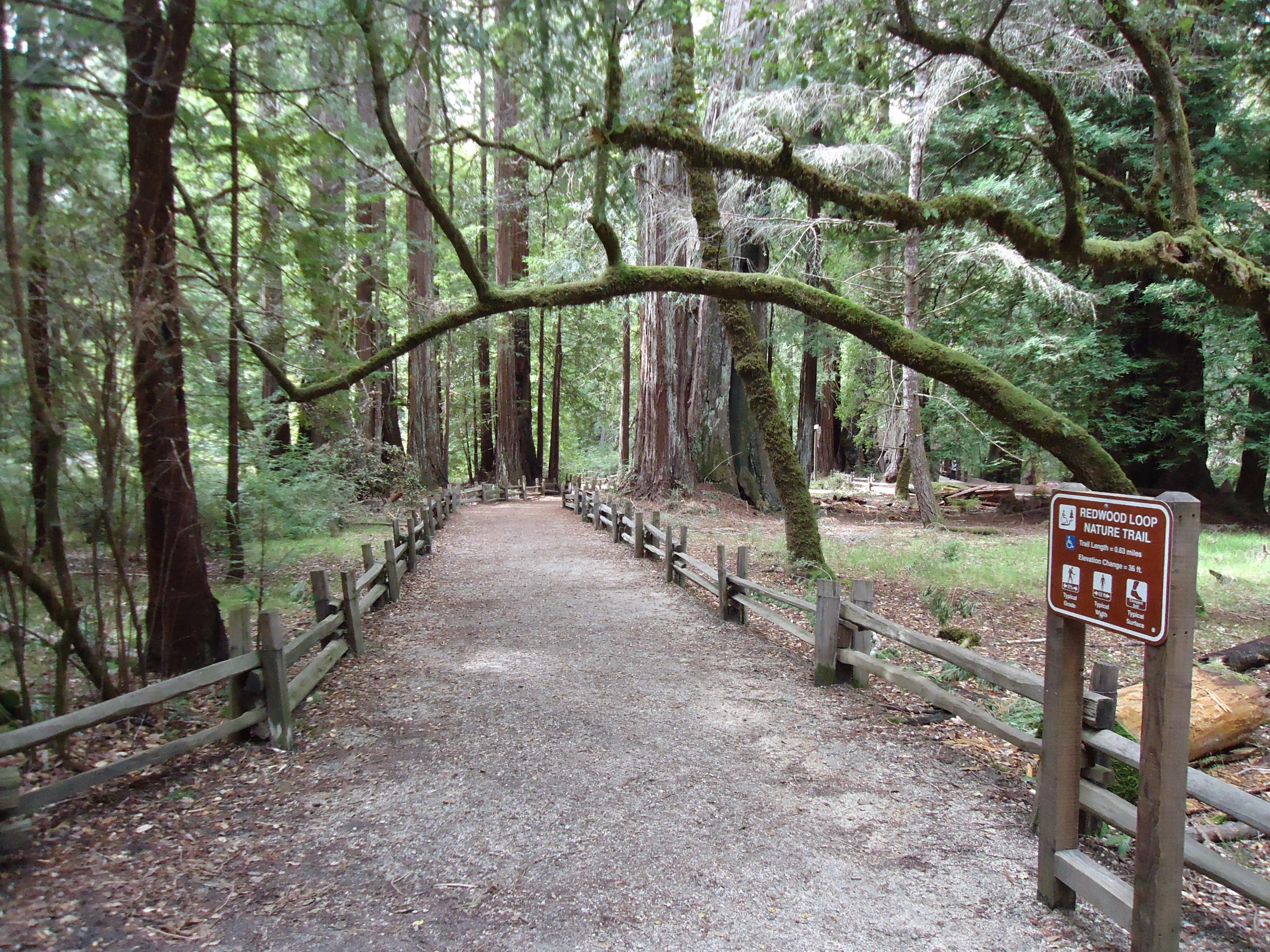 Redwood Loop Nature Trail through old-growth forest